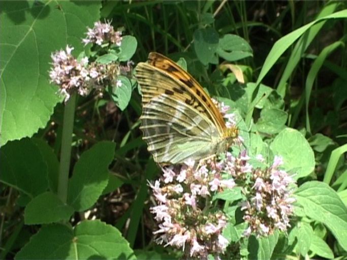 Kaisermantel ( Argynnis paphia ), Weibchen, Flügelunterseite : Nettersheim/Urfttal, Eifel, 06.08.2006 